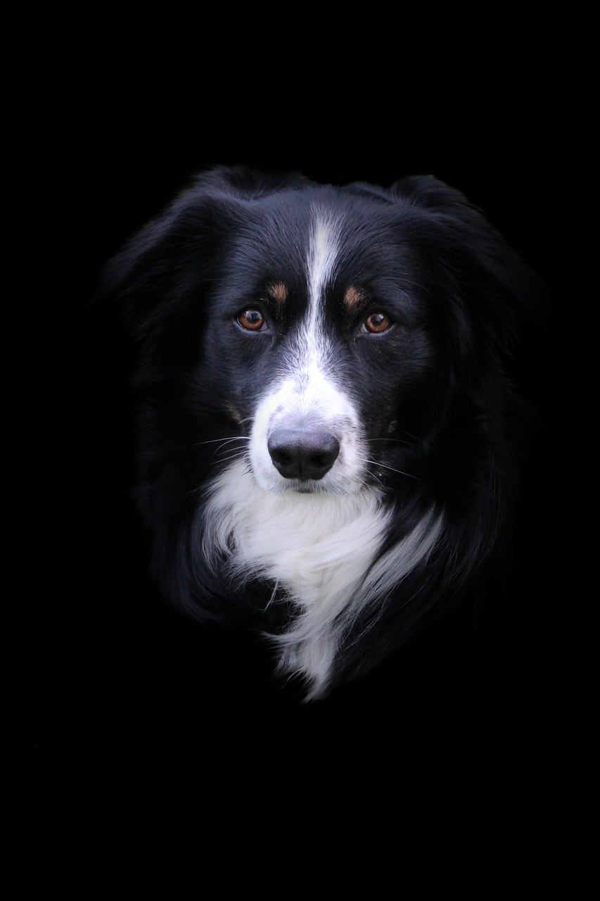 Border kolie – fotografie plemene