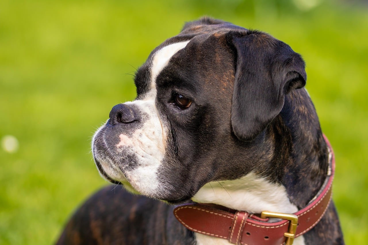 Boxer – barevná varianta srsti