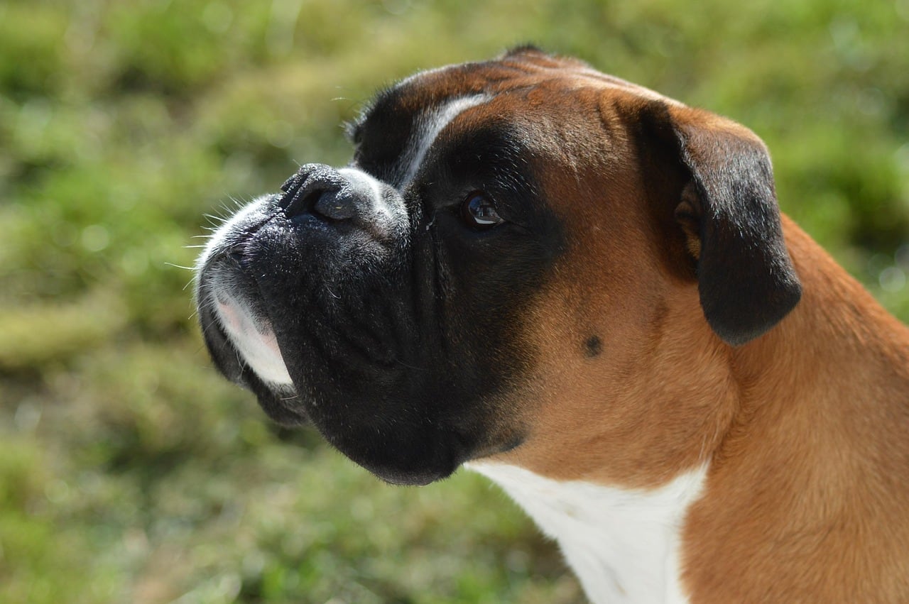 Boxer – fotografie plemene