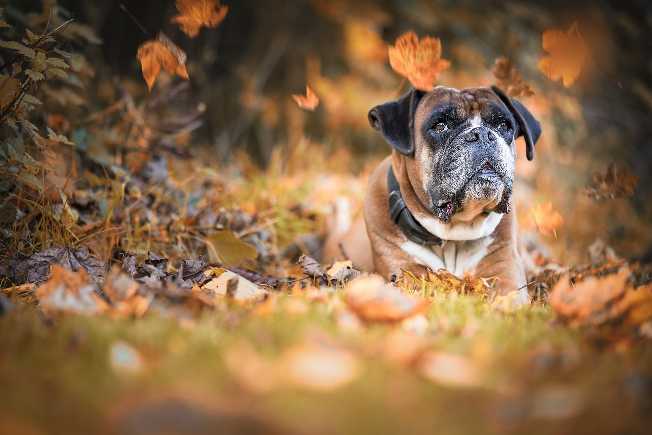 Boxer – celá postava a stavba těla