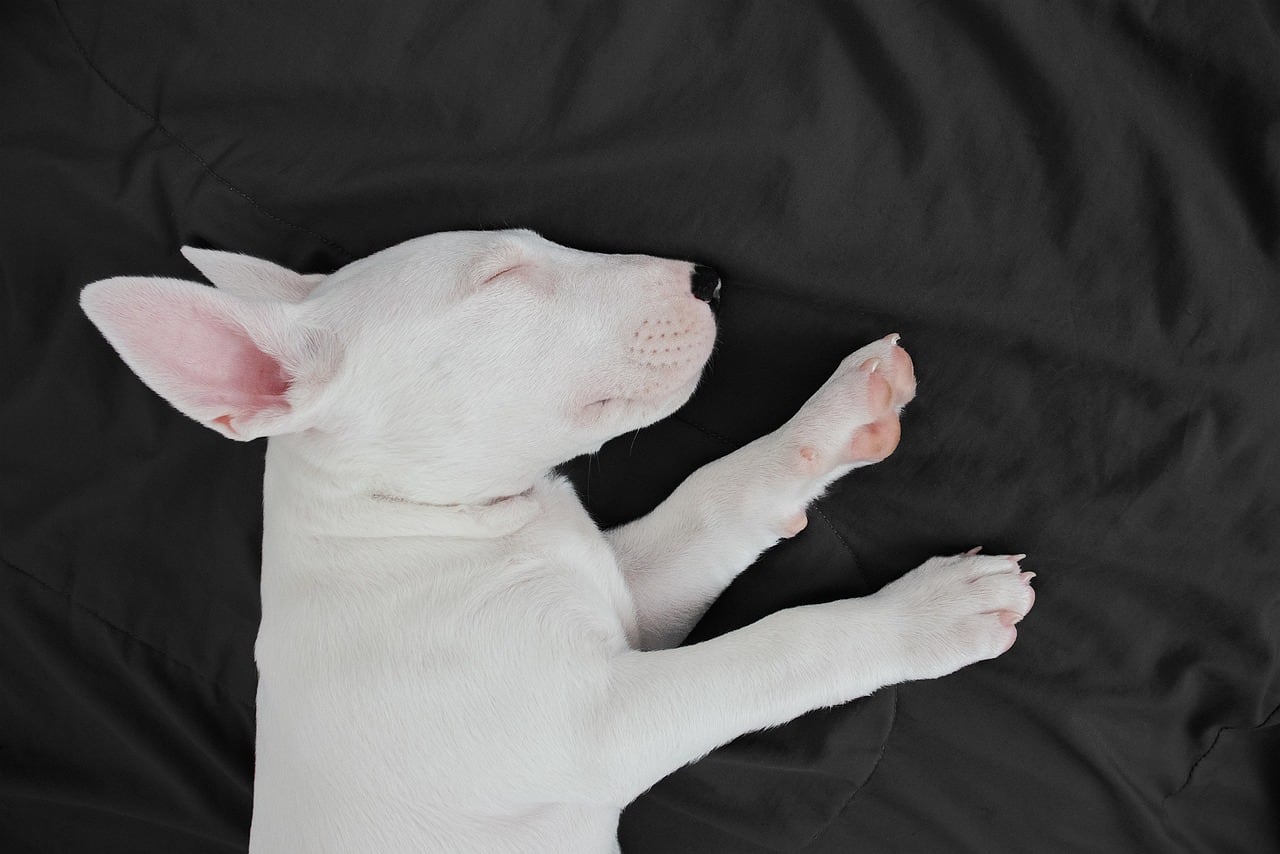 Bulteriér – fotografie plemene