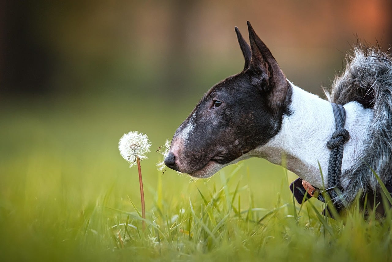 Hlava plemene Bulteriér miniaturní s typickými znaky