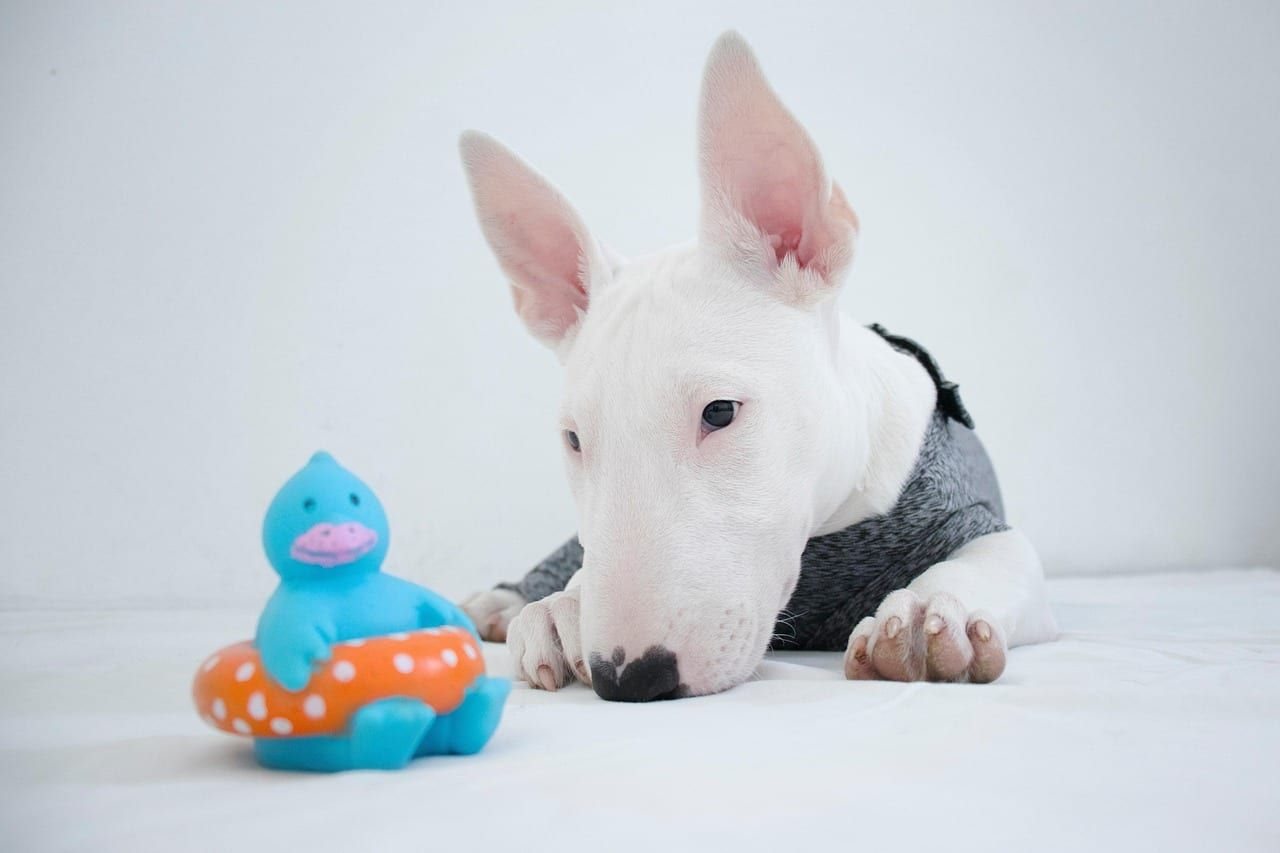 Bulteriér – fotografie plemene