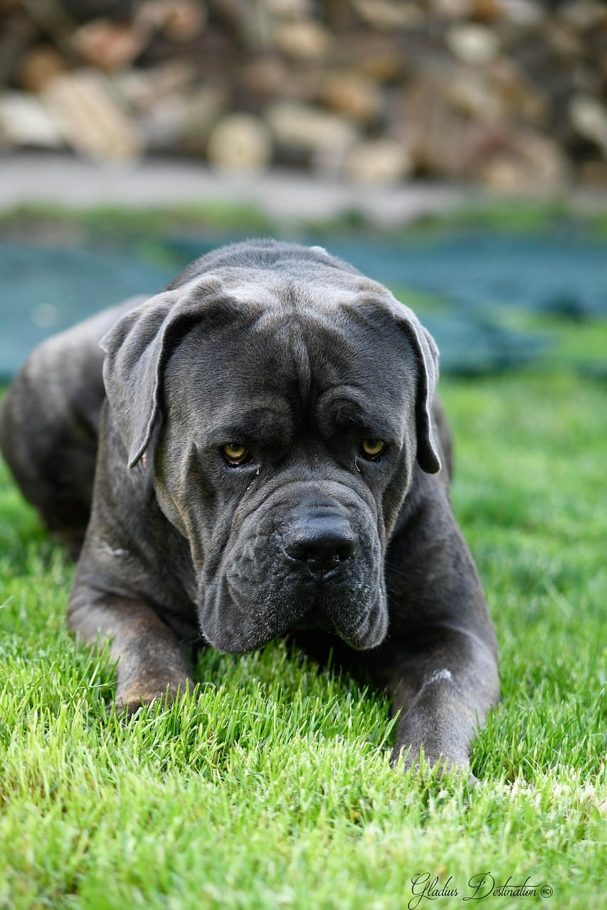 Cane corso – barevná varianta srsti