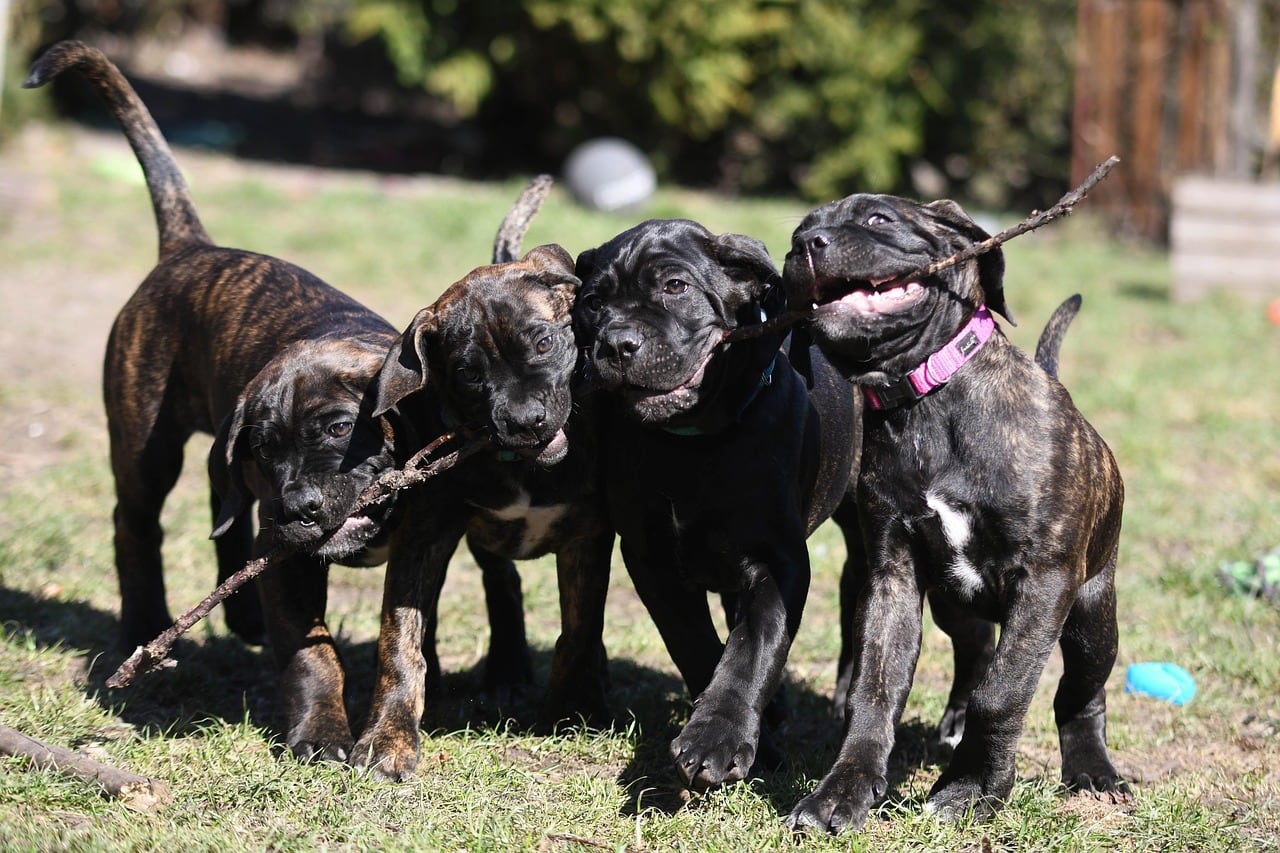 Cane corso – fotografie plemene