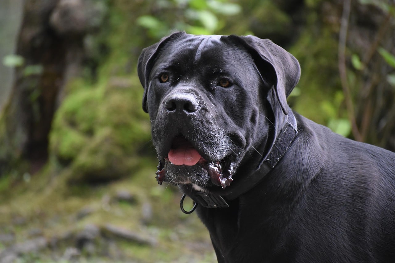 Hlava plemene Cane corso s typickými znaky