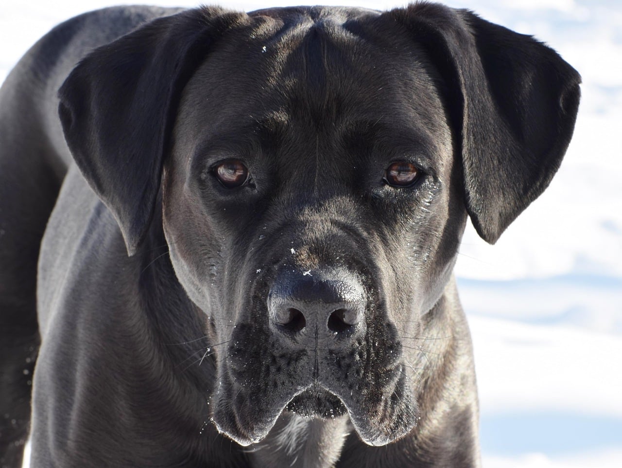 Cane corso – celá postava a stavba těla