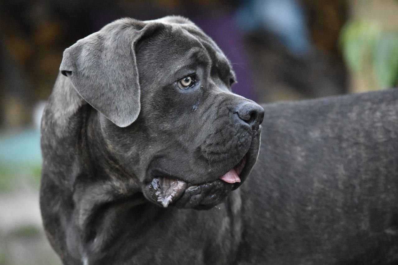 Cane corso – fotografie plemene