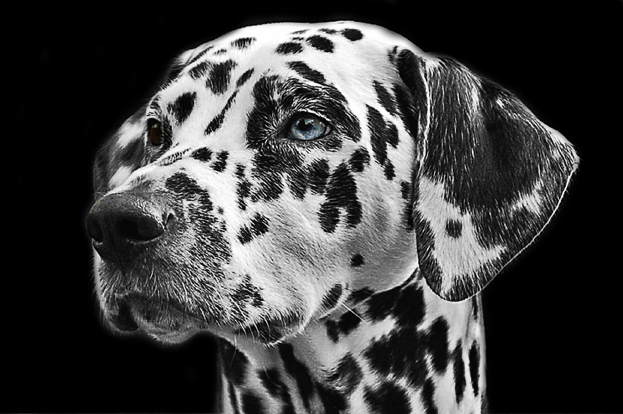 Dalmatin – fotografie plemene