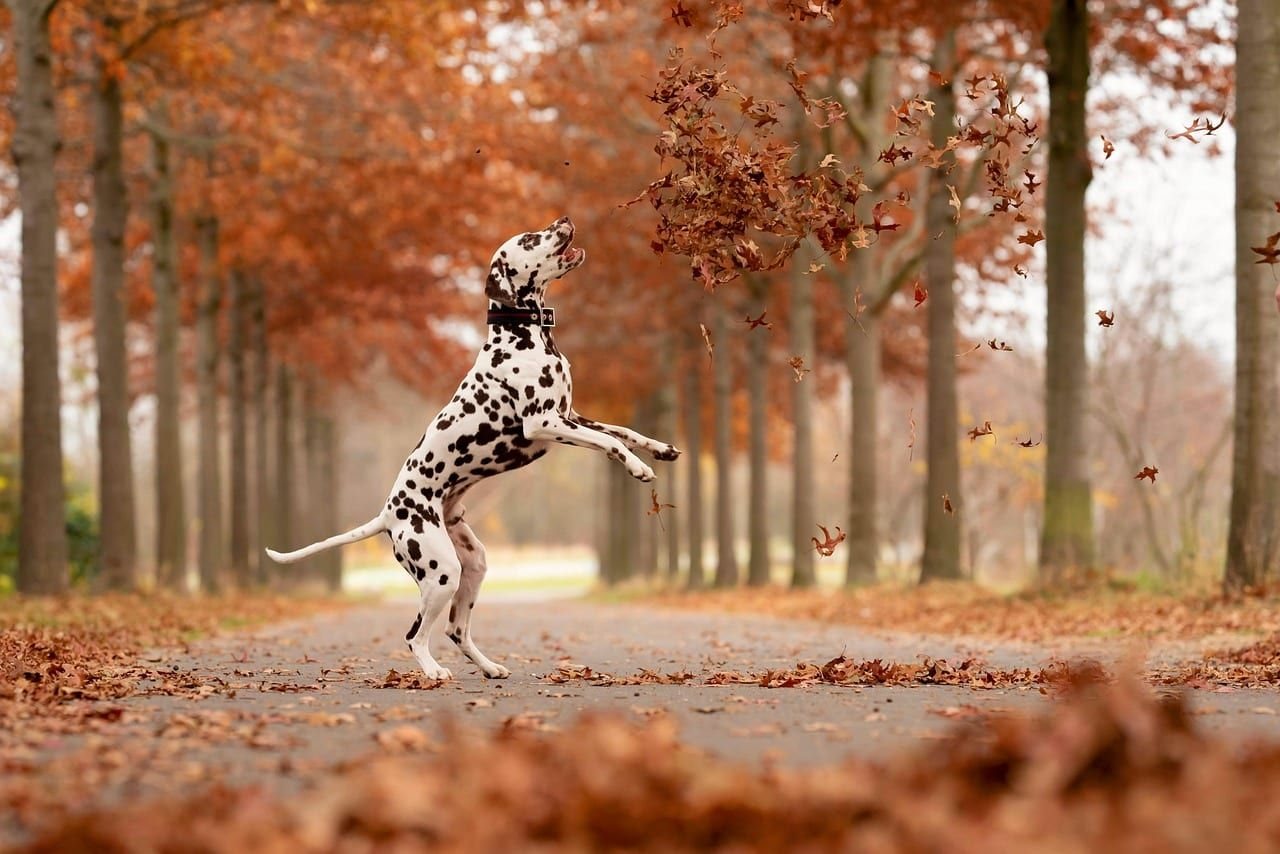 Dalmatin – fotografie plemene