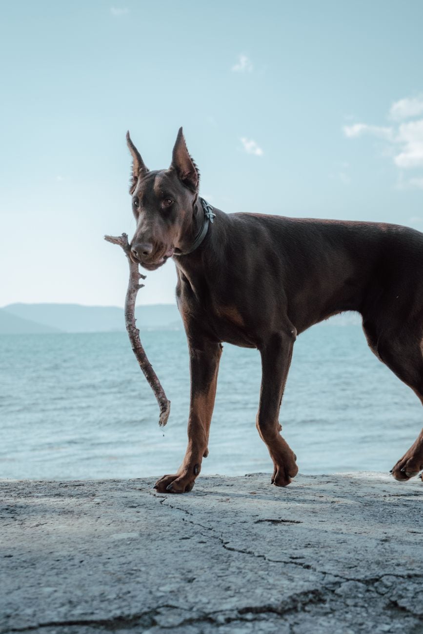 Dobrman – fotografie plemene