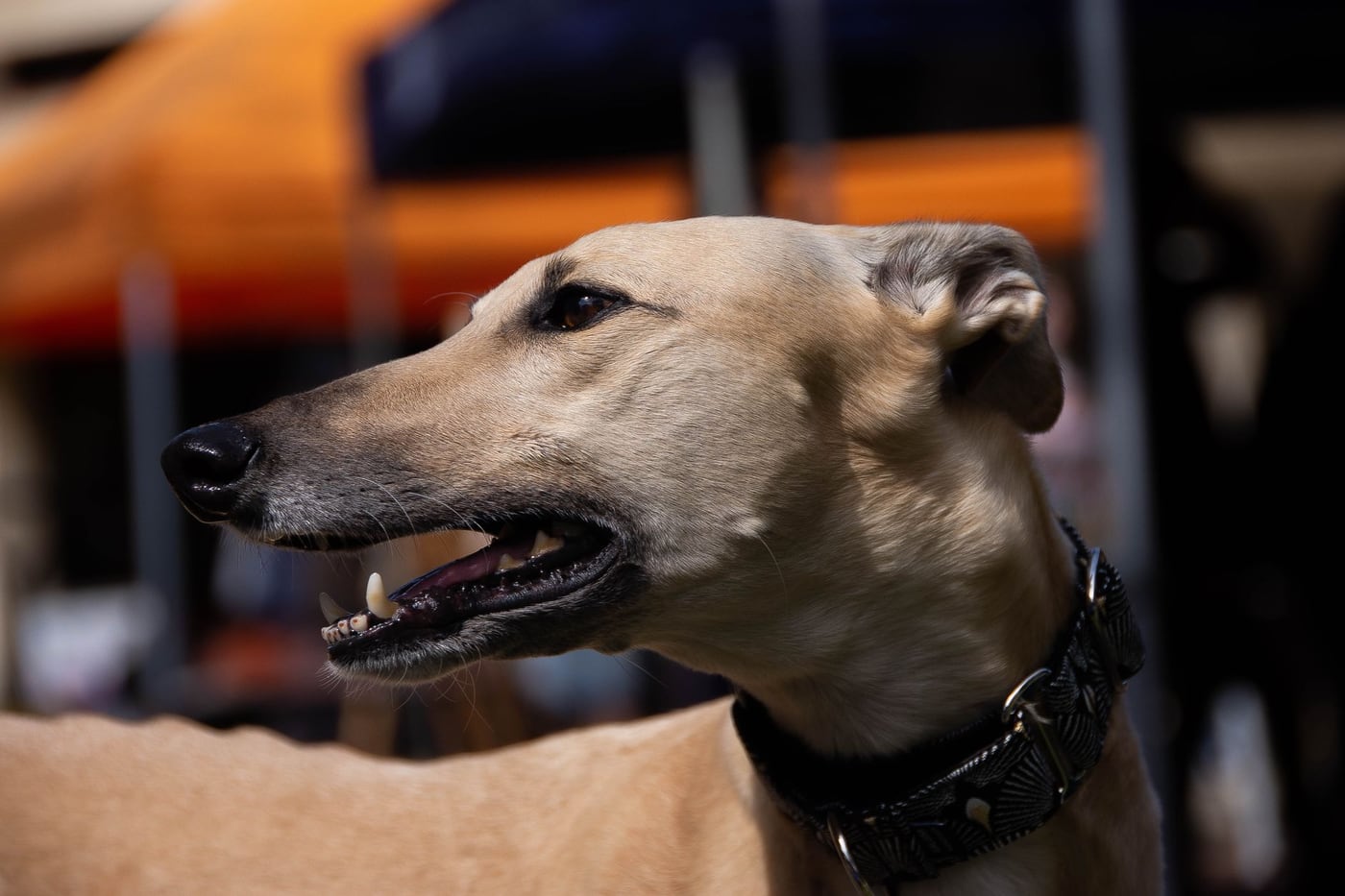 Greyhound – barevná varianta srsti