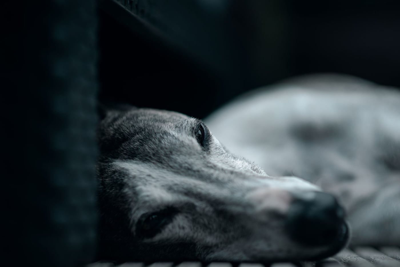 Greyhound – fotografie plemene
