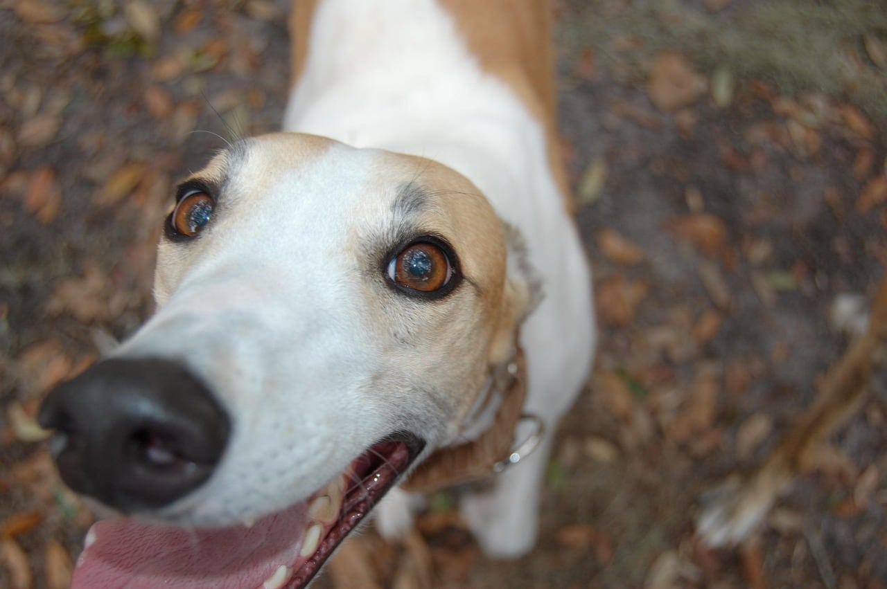 Greyhound – celá postava a stavba těla