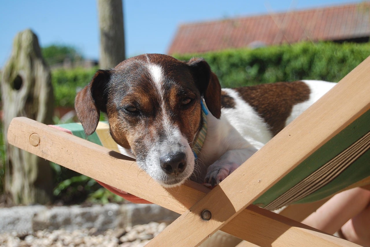 Jack Russell teriér – barevná varianta srsti