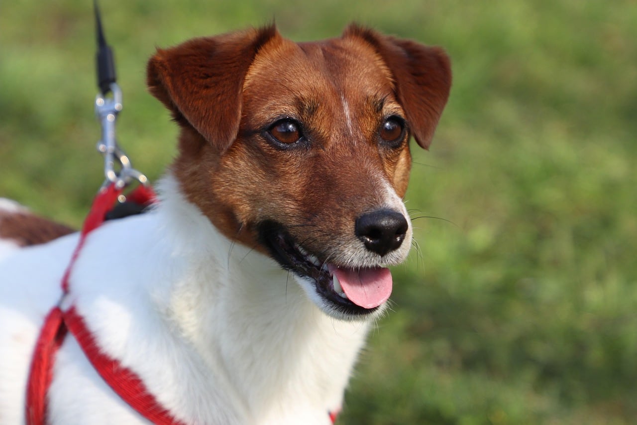 Jack Russell teriér – fotografie plemene
