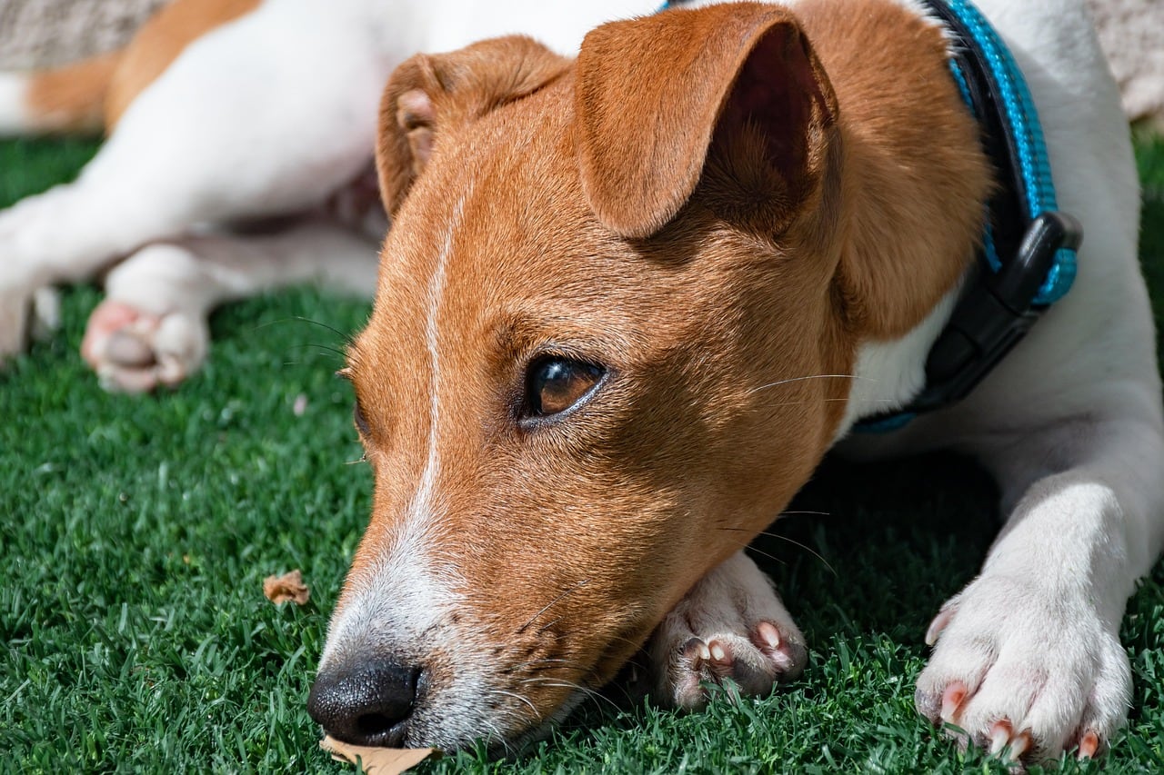 Hlava plemene Jack Russell teriér s typickými znaky