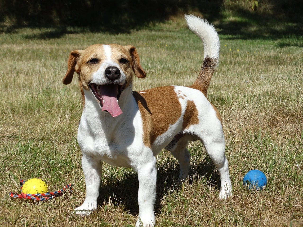 Jack Russell teriér – celá postava a stavba těla