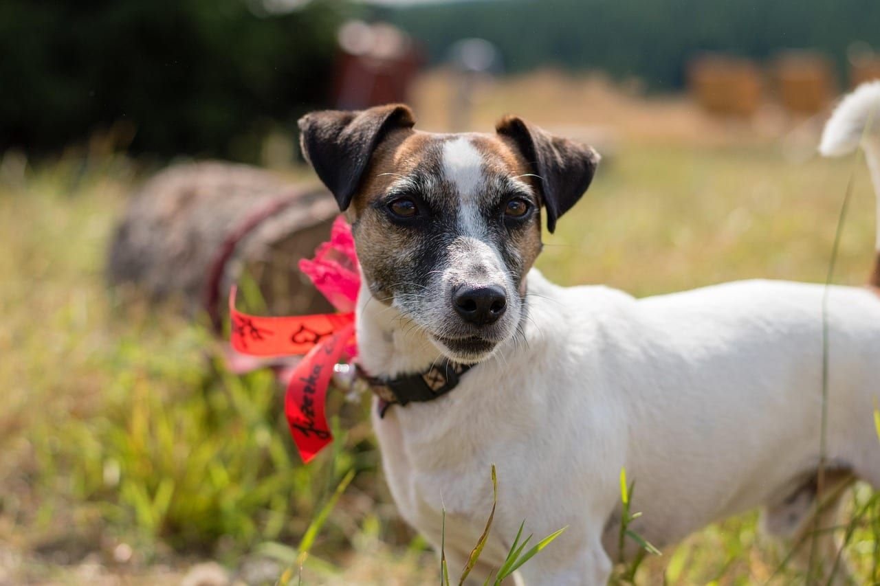 Jack Russell teriér – fotografie plemene