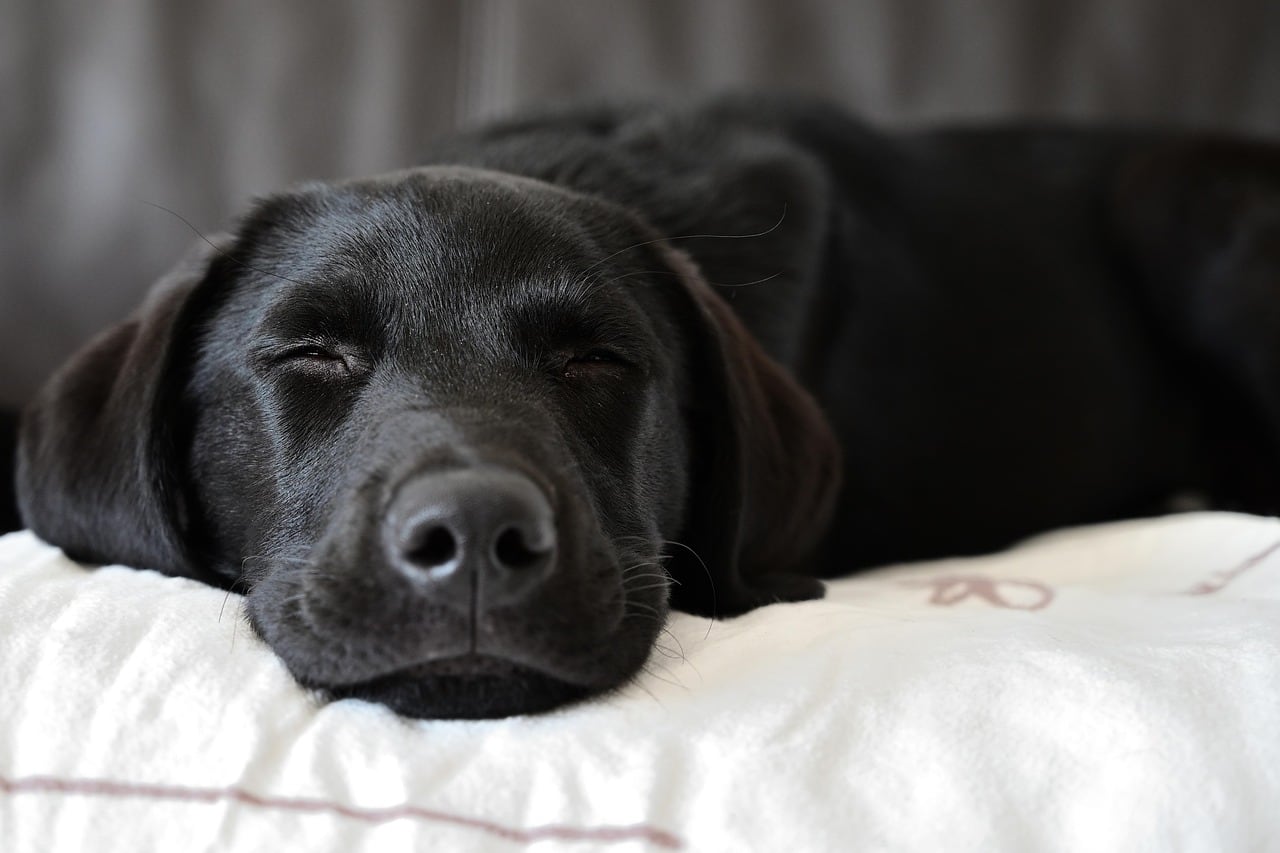 Labradorský retrívr – fotografie plemene
