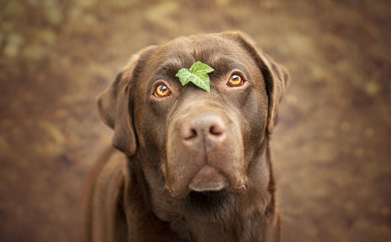 Labradorský retrívr – fotografie plemene