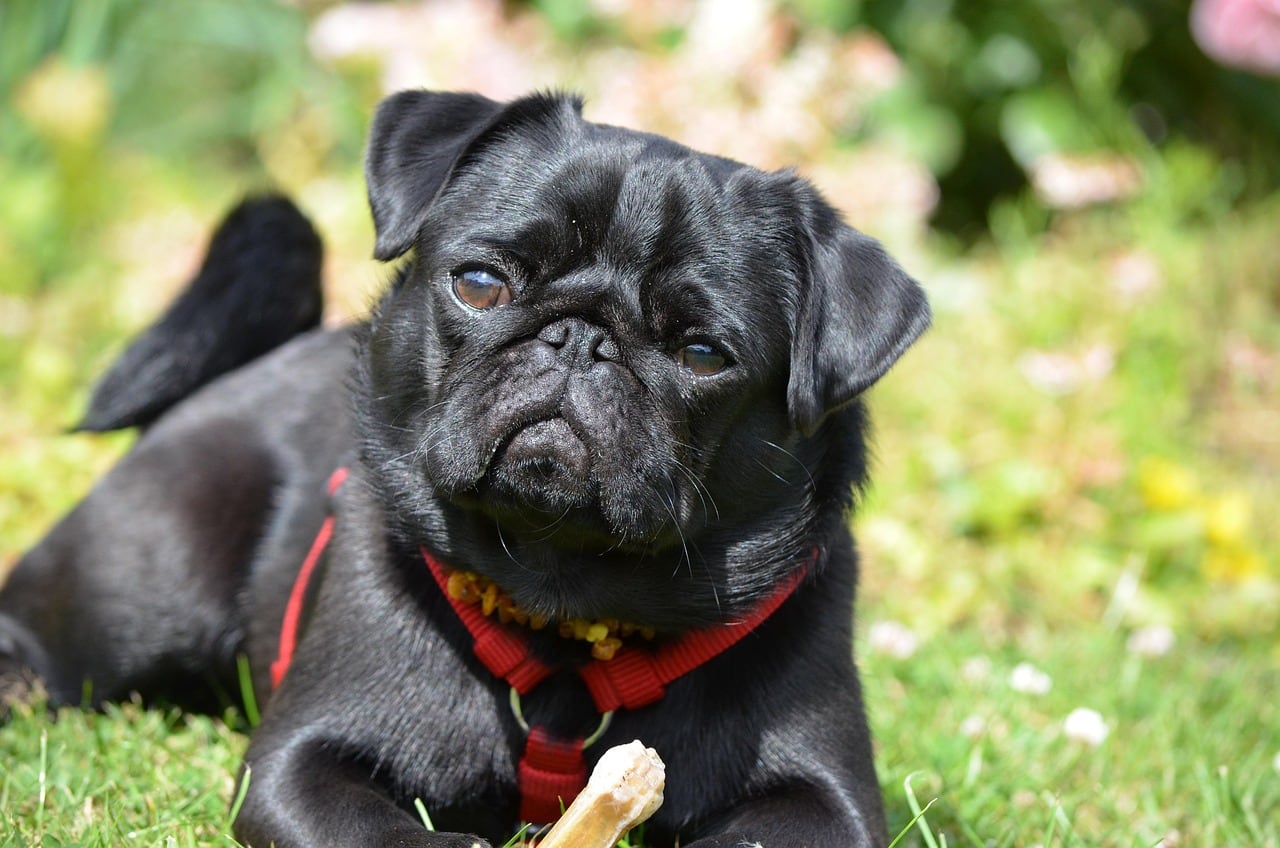 Mops – barevná varianta srsti