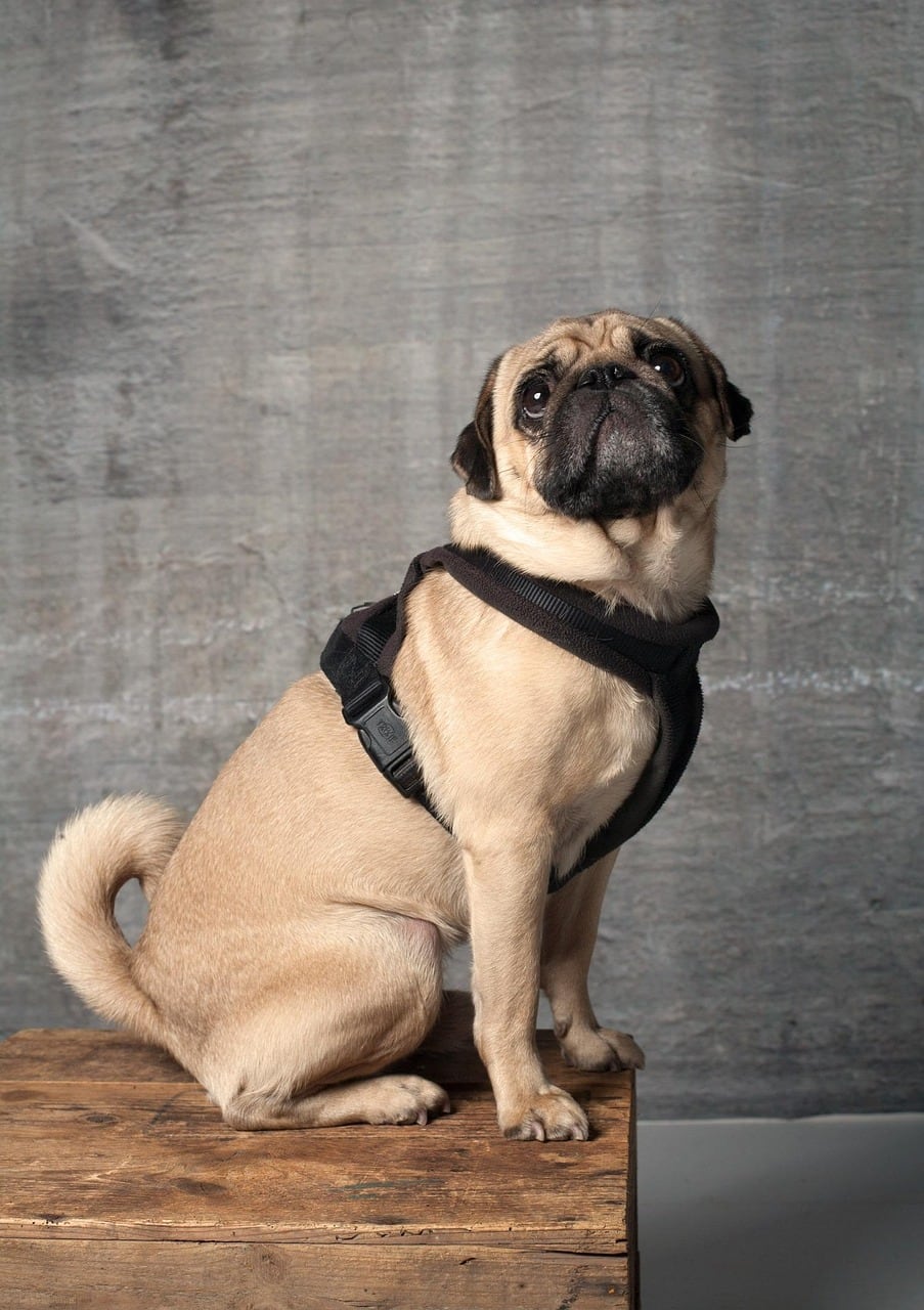 Mops – fotografie plemene