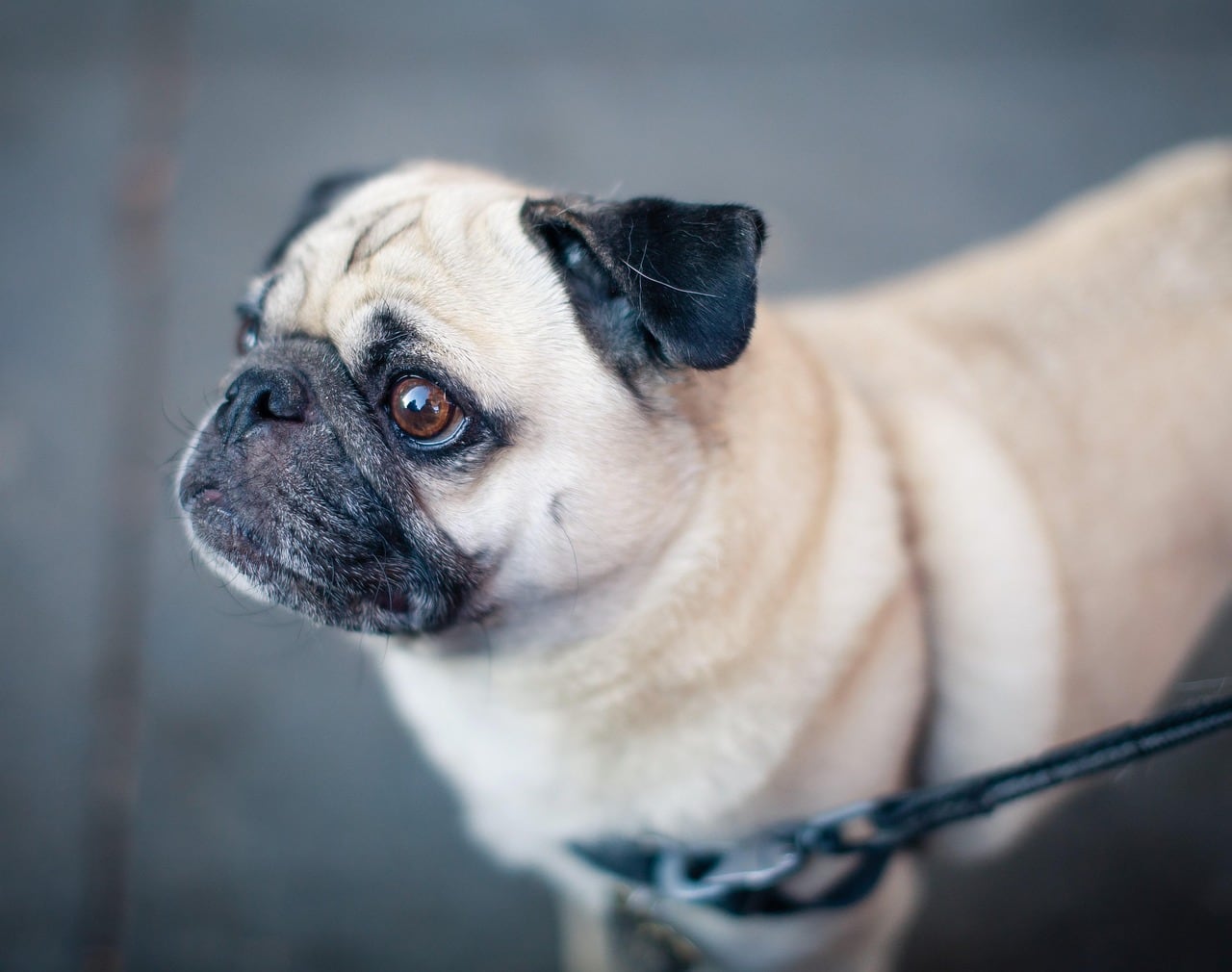 Mops – celá postava a stavba těla