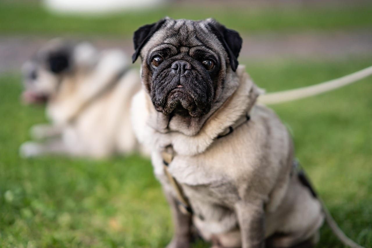 Mops – fotografie plemene