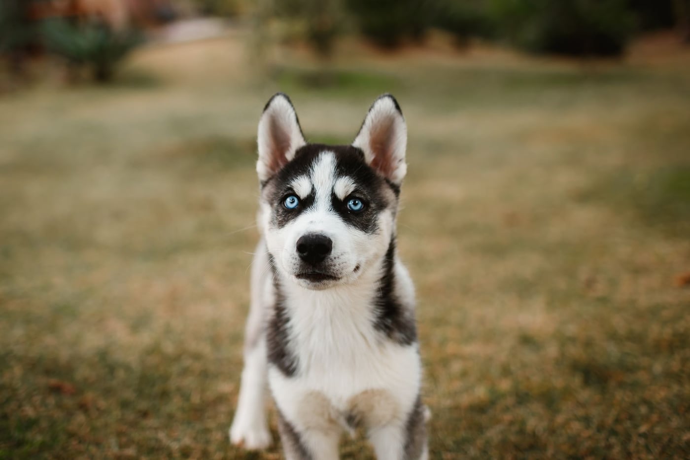 Sibiřský husky – barevná varianta srsti
