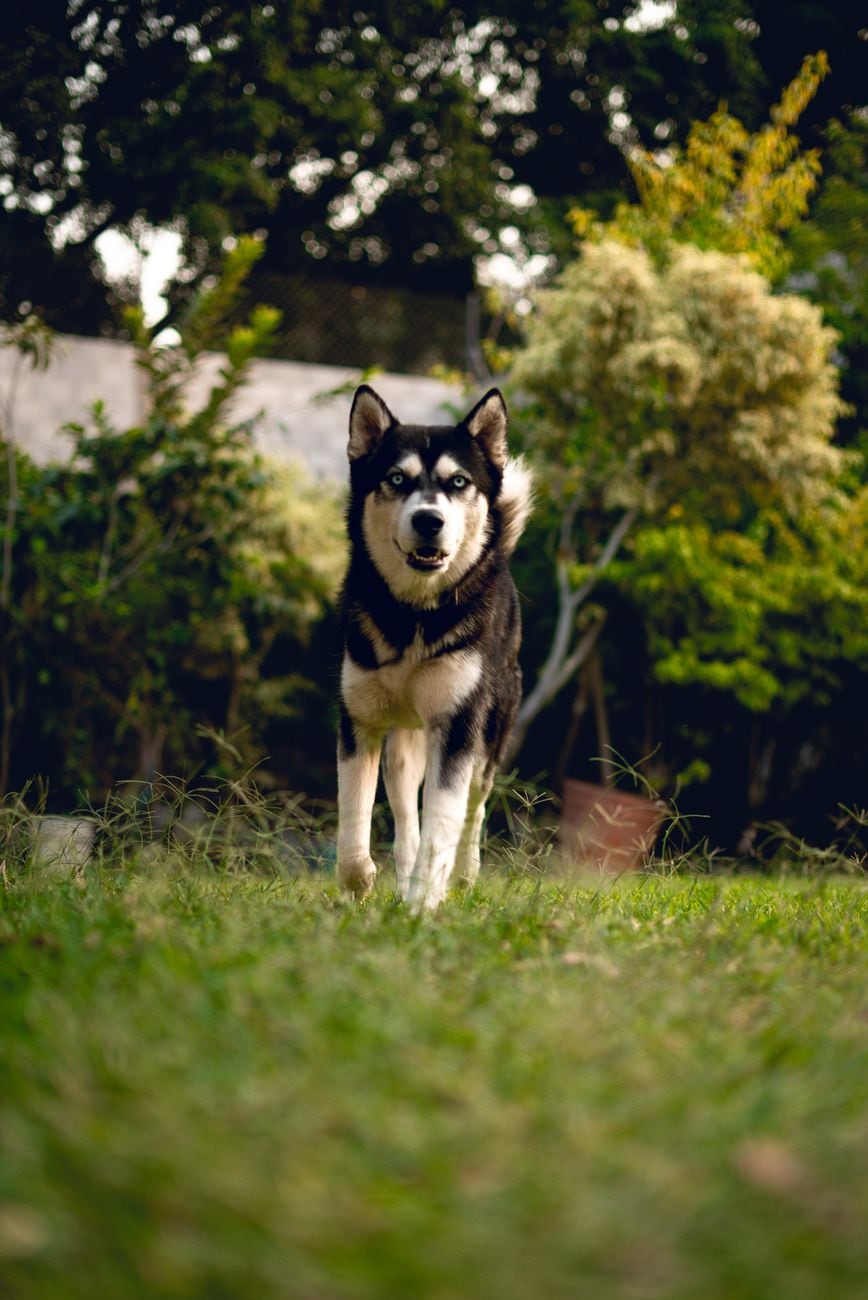 Sibiřský husky – fotografie plemene