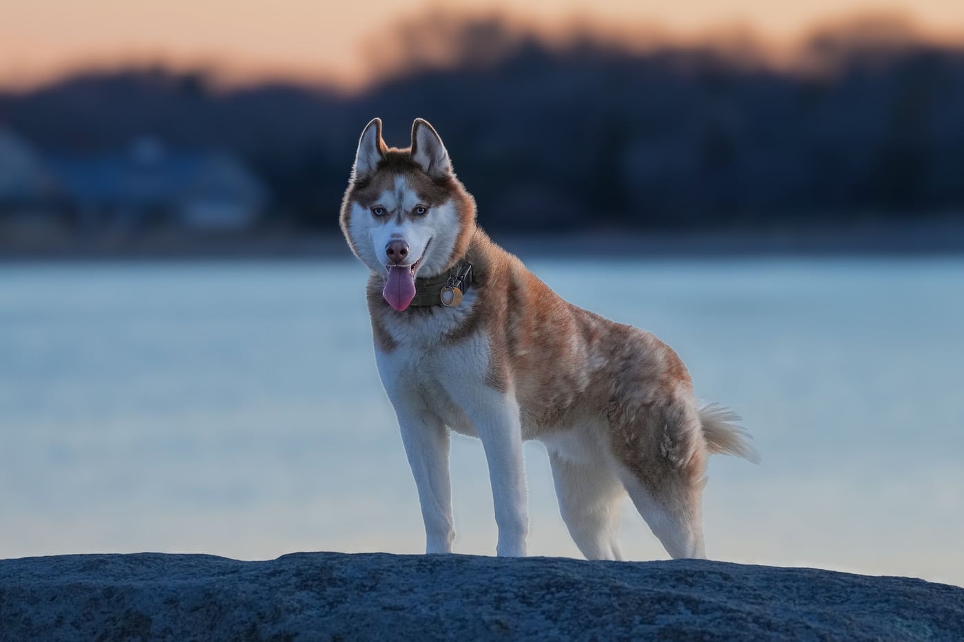 Hlava plemene Sibiřský husky s typickými znaky