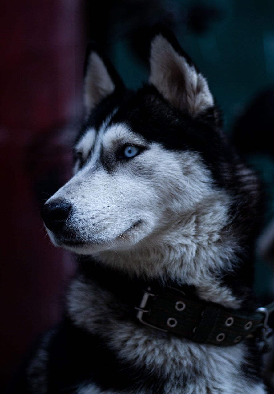 Sibiřský husky – celá postava a stavba těla
