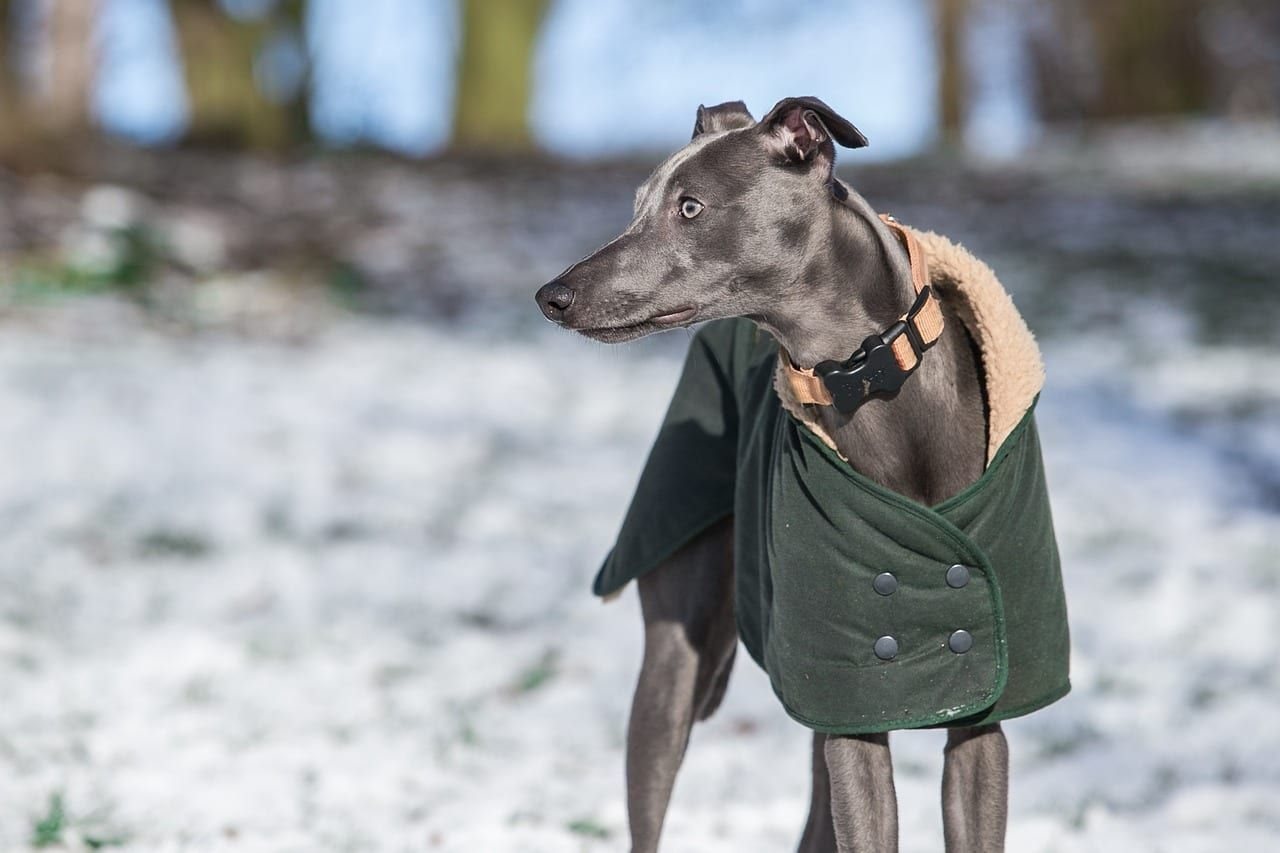 Whippet – fotografie plemene