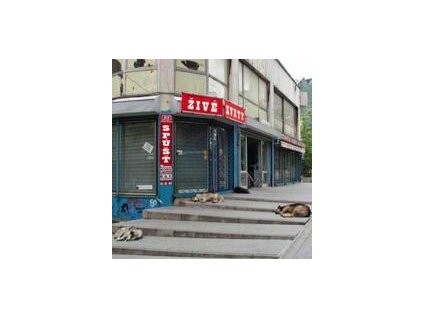 Živé kvety:  Spúšť