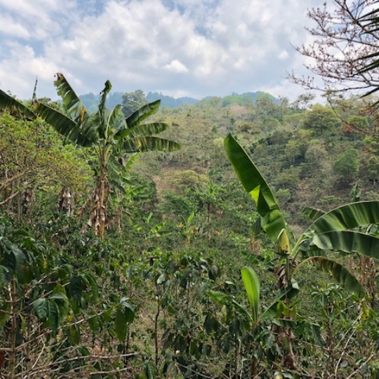 🇭🇳 HONDURAS: kafe hvězda ve stínu banánů