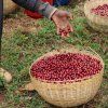 CANDYSHOP - Ethiopia Espresso