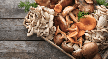 Léčivé houby: jak nám pomáhají a s čím je připravit?