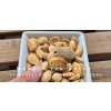 Mandle 100g, pražené loupané, bez soli