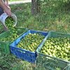 Svatojánské ořechy pro učitelku