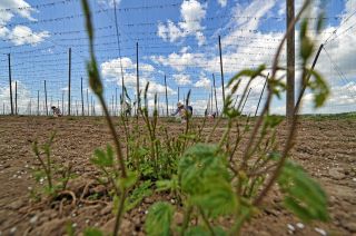 🚨 RYCHLÁ BRIGÁDA NA ZÍTŘEK (9.4.) – VYDĚLEJ SI KLIDNĚ 3 000 Kč ZA DEN Sběr chmelových výhonků 🌱 → jednoduchá práce venku 💸...
