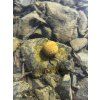 MasterCarp boilies v dipu 16 mm 2026 029 nahled