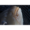 pp p0220193 hookablebaitbands 003 inuse