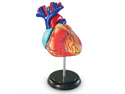 Anatomický model srdce
