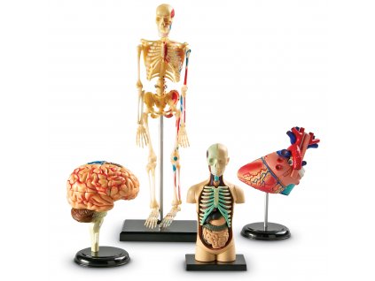 Anatomické modely lidského těla - set (srdce, mozek, tělo, lidská kostra)