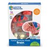 Anatomický model mozku