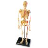 Anatomický model Lidská kostra