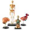 Anatomické modely lidského těla - set (srdce, mozek, tělo, lidská kostra)