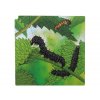 6928 1 ctyrvrstve vyvojove puzzle motyl free aplikace