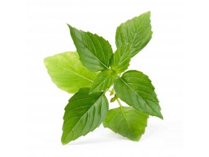 obr p vlin o10 bas00d 0 naz 1571665072 organic thai basil lingot pug100008